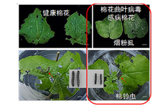 近日，微生物研究所發(fā)現(xiàn)雙生病毒調(diào)控植物免疫平衡實(shí)現(xiàn)全新生態(tài)功能